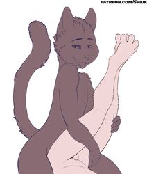 4_toes absurd_res animal_genitalia anthro domestic_cat duo felid feline felis hi_res male mammal receiving_pov sheath shiuk simple_background taker_pov toes tongue tongue_out yaoi