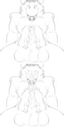 balls canid canine canis cock_transformation conjoined coyote diphallia diphallism ejaculation furry hi_res kobi_lacroix line_art male mammal multi_balls multi_genitalia multi_penis multi_torso penis penis_transformation sketch transformation triphallia