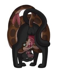 2025 2animals animal animal_penis bagheera balls blowjob coiling diphallia diphallism disney fellatio hi_res hypnotized kaa kaa_eyes male male_only marco-venom narrowed_eyes open_mouth oral panther penis rear_view simple_background smile snake snake_penis tail tail_in_ass tail_insertion the_jungle_book white_background yaoi