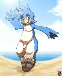 1boy anthro avian balls barefoot beach beak bird cloudscape flaccid front_view gentle_adelie hi_res kivwolf looking_at_viewer low-angle_shot male male_only nude open_mouth penguin penis perspective seaside signature sky slightly_chubby solo uncut walking waving young