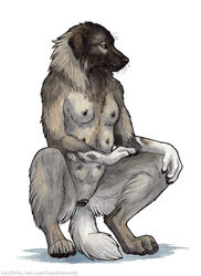 animal_genitalia animal_pussy anthro breasts canid canine canine_pussy canis domestic_dog female fur grey_fur heatherwolf mammal multi_breast nude pussy solo