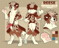 animal_genitalia animal_penis anthro arm_tuft ass balls black_nose blue_eyes border_collie brown_body brown_eyes brown_fur brown_hair canid canine canine_genitalia canine_penis canis cheek_tuft chest_tuft collie digitigrade domestic_dog elbow_tuft erection facial_tuft floppy_ears front_view fur genitals hair herding_dog heterochromia hi_res knee_tuft knot leg_tuft looking_at_viewer male mammal model_sheet neck_tuft nude open_mouth pastoral_dog pawpads penis pink_pawpads pink_tongue princelykaden rear_view red_penis sheepdog short_hair simple_background solo standing tongue tongue_out tuft white_balls white_body white_fur