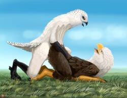 accipitrid accipitriform all_fours anthro avian avian_feet bald_eagle beak bird bubo_(genus) claws cloud doggy_style duo eagle feathers from_behind_position kneeling looking_back looking_back_at_another looking_back_at_partner male male/male male_penetrated male_penetrating male_penetrating_male moisteaglevent on_grass on_ground open_beak open_mouth owl penetration sea_eagle sex sky snowy_owl tail_feathers true_owl yellow_eyes