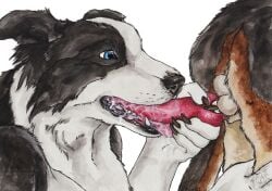 anthro anthro_on_feral anthro_penetrated black_body black_fur black_nose blue_eyes border_collie brown_body brown_fur canid canine canis cheek_tuft collie domestic_dog duo erection facial_tuft fangs feral feral_penetrating feral_penetrating_anthro fur genitals glistening glistening_eyes herding_dog kola_(artist) male male/male male_penetrated male_penetrating male_penetrating_male mammal open_mouth oral oral_penetration pastoral_dog penetration penis penis_grab penis_in_mouth sex sheepdog simple_background teeth tuft white_background white_body white_fur zoophilia