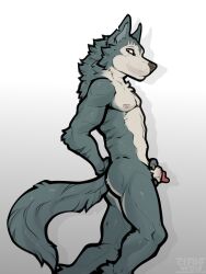 animal_genitalia anthro beastars canid canine canis claws clyde_wolf eye_scar facial_scar fur genitals grey_body grey_fur grey_tail hi_res holding_sheath legoshi_(beastars) male mammal notched_ear nude penis penis_tip scar sheath side_view simple_background solo standing tail wolf