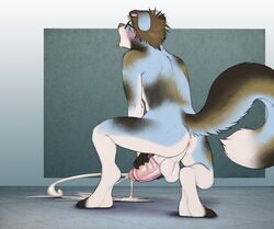 alex_(xanderblaze) anthro anus ass australian_shepherd backsack balls big_penis blush bodily_fluids brown_hair canid canine canis closed_eyes crouching cum cum_on_ground digitigrade domestic_dog dreiker ejaculation floppy_ears fluffy fluffy_tail foreskin genital_fluids hair herding_dog humanoid_penis looking_pleasured male male_only mammal nude open_mouth orgasm pastoral_dog penetrable_sex_toy penetration penis sex_toy sheepdog solo solo_male tongue tongue_out uncut