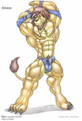 4_toes abs anthro beard biceps big_muscles black_claws black_nipples black_nose braford brown_hair bulge claws clothed clothing digitigrade dog_tags facial_hair felid fur goatee hair huge_muscles lion male male_only mammal multicolored_fur muscular muscular_male nipples pantherine pecs penis_outline ponytail quads simple_background solo speedo stan_(braford) standing swimwear toes two_tone_fur undressing wristband yellow_eyes yellow_fur