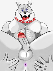 1boy abs anthro anus bulldog canid canine canis collar crazy_company domestic_dog erection furry gay grey_fur humanoid_penis male male_only mammal nude open_mouth pecs pose presenting_hindquarters smile solo spike_bulldog spiked_collar tom_and_jerry tongue