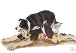 anal anal_sex animal_genitalia animal_penis anthro anthro_on_feral anthro_penetrated biped bodily_fluids border_collie canid canine canine_penis canis collie cum domestic_dog duo erection feral feral_penetrating feral_penetrating_anthro from_behind_position genital_fluids german_shepherd herding_dog interspecies knot kola_(artist) male male/male male_penetrated male_penetrating mammal pastoral_dog penetration penis quadruped sex sheepdog zoophilia