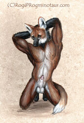 2000 anatomically_correct animal_genitalia animal_penis anthro balls black_fur brown_eyes brown_fur canid canine canine_penis claws digitigrade fur inner_ear_fluff kneeling male male_only mammal maned_wolf nipples nude partially_unsheathed penis presenting rog_minotaur sheath simple_background solo traditional_media_(artwork) white_fur