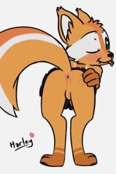 2019 anthro anus ass balls barefoot bent_over biped black_nose blush bodily_fluids canid canine clothed clothing crossdressing digital_media_(artwork) drooling ear_tuft erection fangs fox fur girly green_eyes grey_background hand_on_butt hi_res hindpaw humanoid_hands inviting looking_at_viewer looking_back male mammal moodytail mostly_nude one_eye_closed orange_fur paws penis presenting presenting_anus presenting_hindquarters raised_tail rear_view saliva seductive simple_background smile solo spread_butt spreading standing toes tongue tongue_out tuft