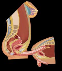 anal anal_penetration anal_sex anatomically_correct artist_request big_penis breasts cross_section diagram doggy_style educational from_behind from_behind_position futa_is_bigger futa_on_male futanari intersex male malesub penis penis_size_difference tagme what x-ray