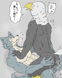 accipitrid accipitriform anal aoba_(beastars) avian bald_eagle beastars bird canid canine canis eagle legoshi_(beastars) male male/male male_only mammal muscular sea_eagle sex wolf あまご