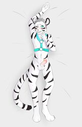 absurd_res bondage felid harness hi_res ki male mammal pantherine penis smile stripes tiger