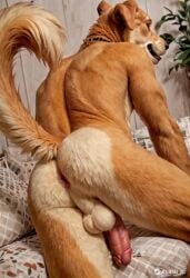 2024 ai_generated animated anthro anus ass balls bird_dog canid canine carnivalecloudmuncher domestic_dog furry golden_retriever hyperrealistic male male_only mammal nude penis perineum photorealism photorealistic realism realistic self_upload solo solo_male tagme tail video