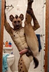 2024 ai_generated anthro anus ass balls bathroom carnivalecloudmuncher furry hyaenid hyena hyperrealistic looking_at_viewer male male_only mammal nude penis perineum photorealism photorealistic realism realistic self_upload solo solo_male standing standing_on_one_leg standing_split tagme tail