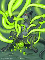 2019 5_fingers anthro balls big_balls bodily_fluids egg egg_laying erection fellatio fingers fur genital_fluids goo_creature green_slime hi_res huge_balls infestation male male_only mammal murid murine naked nude open_mouth oral parasite penile penis rat rodent sex simple_background slime slug_(artist) solo_focus stitch_(disambiguation) tentacle tentacle_sex toes urethral_egg_laying viscu_bloodeye_(character)