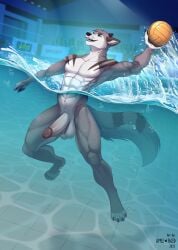 abs anthro apple-faced ball balls big_penis black_nose brown_markings canid canine canis fangs front_view fur green_eyes grey_body grey_fur hi_res holding_ball holding_object male male_anthro mammal markings muscular muscular_anthro muscular_male navel nude open_mouth open_smile partially_submerged pecs smile solo swimming_pool teeth waterline_view white_body white_fur wolf