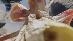 3d animated dragon feral feral_focus feral_only ivorylagiacrus kissing mizutsune monster_hunter pb472 pov size_difference tagme video