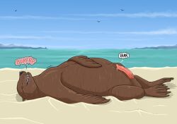 abdominal_bulge ambient_bird animal_genitalia aquatic beach bodily_fluids brown_body burping erection eyes_closed face_imprint feet feral feral_pred fully_inside genital_fluids genitals hi_res imprint lying male male_feral male_pred mammal membrane_(anatomy) on_back outside penis pinniped precum sand sea sea_lion sheath solo strega thought_bubble toes vore water webbed_feet whiskers