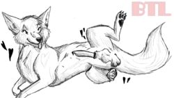 16:9 animal_genitalia black_and_white bredtolove_(artist) canid canine canis domestic_dog erection fur heart knot knot_in_sheath male mammal monochrome one_eye_closed penis presenting sheath sketch solo tongue wink