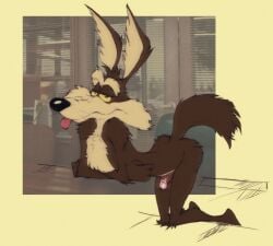 Coyote Vs. Acme Rule 34 Image