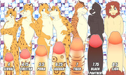 7boys absurd_res anthro cartoony cheetah comparing comparing_penis cougar feline funnybox hi_res humanoid_penis jaguar lion male male_only mammal multiple_boys pantherine penis penis_chart penis_size_chart penis_size_difference serval size_chart tiger