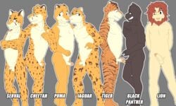 5_fingers absurd_res anthro balls blue_eyes cheetah cougar erection felid feline fingers funnybox green_eyes grey_background hi_res humanoid_penis jaguar lion male male/male mammal nude pantherine penis serval simple_background standing tiger yellow_eyes