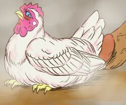 avian beak bestiality bird blue_eyes blush bubonikku chiken claws duo erection eyelashes feathered_wings feathers female female_on_human feral galliform genitals human human_on_feral humanoid_genitalia humanoid_penis interspecies larger_male male male/female male_on_feral mammal nude penis phasianid sitting size_difference smaller_female vein wings worried