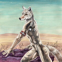 1:1 anthro balls braided_hair canid canine canis coyote hair male male_only mammal nude penis solo tristanalexander