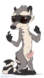 2019 animancer anthro balls bodily_fluids erection genital_fluids male male_only mammal navel nude penis precum procyonid raccoon simple_background solo surprise white_background xiao