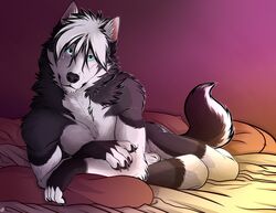 2019 animal_genitalia anthro balls bed bedroom black_body black_fur black_nose blue_eyes canid canine canis crossed_arms digital_media_(artwork) domestic_dog fully_sheathed fur furniture grey_body grey_fur hair husky looking_at_viewer lying male male_only mammal markings muscular muscular_male nordic_sled_dog nude on_bed on_front patrikthedog pecs pillow pinup pose sheath simple_background smile solo spitz white_body white_fur white_hair