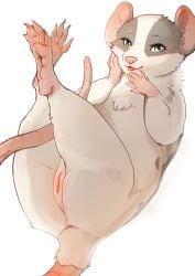 anatomically_correct anus blep blue_eyes female feral fur genitals grey_body grey_fur hand_on_cheek hi_res legs_up long_tail looking_at_viewer mammal momou mottled murid murine piebald rat rodent simple_background solo tail tongue tongue_out vulva white_background white_body white_fur