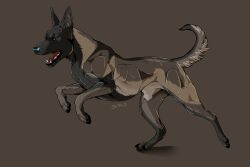 2020 3:2 absurd_res animal_genitalia animal_penis arms_bent artist_name ass balancing black_claws black_lips black_nose black_pawpads brown_arms brown_back brown_background brown_body brown_butt brown_chest brown_ears brown_eyebrows brown_face brown_fur brown_head brown_legs brown_neck brown_paws brown_snout brown_tail canid canine canine_genitalia canine_penis canine_teeth canis claws countershade_fur countershade_tail countershading cropped_ears curved_tail dewclaw digital_media_(artwork) digitigrade domestic_dog drop_shadow ears_up english_text eyebrows fangs feral fur genitals glistening glistening_body glistening_fur glistening_nose gums herding_dog hi_res incisors iris leg_scar lips looking_forward male malinois_dog mammal missing_tooth molars monotone_face monotone_head multicolored_arms multicolored_back multicolored_butt multicolored_legs multicolored_neck multicolored_tail ninjadog2015 on_one_leg open_mouth orange_eyes pastoral_dog pawpads penis penis_tip pink_inner_ear pupils quadruped raised_tail red_gums red_tongue scar sheath sheepdog side_view simple_background solo standing tail tan_arms tan_back tan_body tan_butt tan_chest tan_countershading tan_fur tan_legs tan_neck tan_sheath tan_tail teeth teeth_showing text tongue tongue_showing two_tone_chest whisker_spots