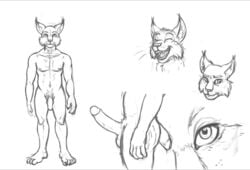 big_penis corin_bailey felid feline humanoid_penis lynx male mammal model_sheet penis sketch