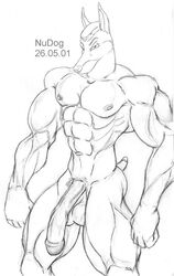 2001 anthro balls big_balls big_penis black_and_white buzzcut canid canine canis circumcised dobermann domestic_dog flaccid humanoid_penis male male_only mammal monochrome muscular muscular_male nudog penis pinscher sketch solo