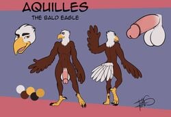 10s 2019 accipitrid accipitriform avian bald_eagle balls big_balls big_penis bird eagle freckles_(artist) hi_res male male_only model_sheet muscular nude penis sea_eagle solo war-bird