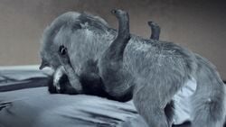 16:9 1boy 2019 3d ambiguous_gender ambiguous_penetrated ambiguous_penetration animated black_body black_fur canine digital_media_(artwork) duo feral feral_on_feral feral_penetrating fur furry gif grey_body grey_fur larger_male lying male male_penetrating mammal missionary_position multicolored_body multicolored_fur nude on_back penetration quadruped sex size_difference smaller_ambiguous trioami260 two_tone_body two_tone_fur wolf