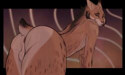 2026 anthro anus ass balls digital_drawing_(artwork) digital_media_(artwork) ear_tuft ertonhin felid feline fur genitals green_eyes grey_body grey_fur hair hi_res looking_at_viewer looking_back lynx male mammal markings multicolored_body multicolored_fur nude nude_anthro nude_male presenting presenting_anus presenting_balls presenting_hindquarters simple_background solo spots spotted_body spotted_fur tail tuft two_tone_body two_tone_fur white_balls white_body white_fur