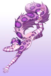 absurd_res anthro armwear big_tail clothing crossed_legs felid fluffy fluffy_tail genitals hair hi_res hindpaw legwear looking_at_viewer lying male male_only mammal on_front pantherine pawpads paws penis purple_hair rokito snow_leopard solo solo_male spots thigh_highs