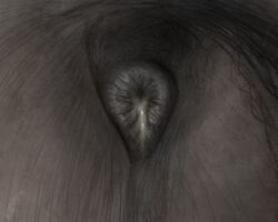 2019 5:4 anatomically_correct anatomically_correct_anus anus ass black_anus bodily_fluids close-up cum cum_on_anus darkmare equid equine equine_anus feral fur genital_fluids horse male mammal puffy_anus solo