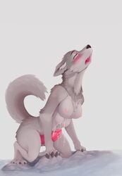 1futa 2018 4_breasts all_fours anthro black_nose blush breasts canid canine canis closed_eyes fur furry futa_only futanari grey_background grey_body grey_fur intersex jazzyz401 mammal multi_breast nipples nude open_mouth penis simple_background solo transformation were werecanid werecanine werewolf wolf