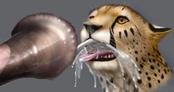 animal_genitalia animal_penis bai bodily_fluids cheepard cheepard_(character) cheetah cum cum_in_mouth cum_inside cumshot ejaculation equine_penis felid feline feral flared_penis genital_fluids horsecock male male/male mammal open_mouth oral orgasm penis photorealism realistic