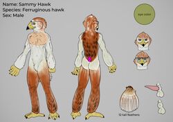 2019 accipitrid accipitriform anthro avian bird buteo english_text eyewear ferruginous_hawk glasses johawk male model_sheet multiple_poses nude penis pose sammy_hawk_(character) standing tapering_penis text