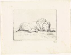 1729 18th_century absurd_res anatomically_correct ancient_art backsack balls bernard_picart digitigrade felid feral genitals grass hatching_(art) head_down hi_res lion lying lying_on_ground male male_feral mammal mane monochrome narrowed_eyes on_ground pantherine plant public_domain quadruped realistic shaded side_view signature solo tail traditional_media_(artwork)
