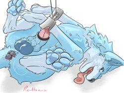 anatomically_correct anatomically_correct_anus anatomically_correct_genitalia anatomically_correct_penis animal_genitalia animal_penis anus ass balls butt_focus canid canine canine_genitalia canine_penis canis claws domestic_dog erection feet feral foot_fetish foot_focus genitals knot knot_in_sheath knotted_penis male mammal pawpads paws penis puffy_anus rexthenurse sheath solo teeth tongue tongue_out wolf