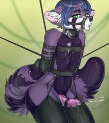 2018 ailurid anthro bodily_fluids bondage bound clothing collar cum digital_media_(artwork) gag gagged genital_fluids gimka green_eyes hands_behind_back harness hi_res knot legwear looking_at_viewer male male_only mammal penis red_panda restrained solo thigh_highs