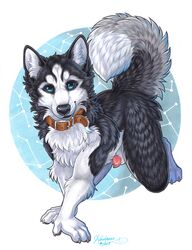 2019 5_fingers anthro black_body black_fur blue_eyes canid canine canis collar domestic_dog fingers fur gay hooves husky kashmere male male_only mammal nordic_sled_dog solo spitz white_body white_fur