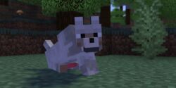 2019 2:1 3d 3d_(artwork) 8k absurd_res canid canine canis codedcells digital_media_(artwork) feral hi_res looking_at_viewer male mammal minecraft mojang pale_wolf_(minecraft) penis solo video_games wolf wolf_(minecraft)