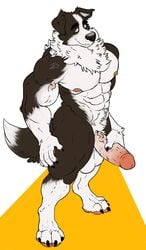 2017 4_toes 5_fingers abs anthro balls biceps big_balls big_muscles big_penis black_body black_claws black_fur black_nose border_collie build-a-wuff canid canine canis claws collie domestic_dog erection eyebrows fingers fur herding_dog high-angle_view huge_cock humanoid_penis looking_at_viewer male male_only mammal multicolored_body multicolored_fur muscular muscular_male nipples nude pastoral_dog pawpads pecs penis pink_nipples pink_penis quads sheepdog simple_background smile solo solo_male standing thick_eyebrows toes two_tone_body two_tone_fur vein veiny_muscles veiny_penis white_body white_fur yellow_eyes